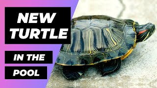 New Turtle In The Pool 🔴 Nueva Tortuga En Estanque  Exotic And Aquatic Turtles  Tortugas De Agua [upl. by Ilram]