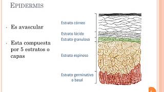 SISTEMA TEGUMENTARIO [upl. by Dalenna]