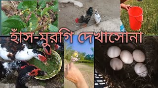 আজকে সারা দিন হাঁস মুরগির সাথে যেভাবে কাটালাম [upl. by Hubsher]