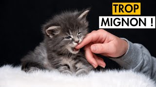 Les Meilleures VIDÉOS de CHATONS MIGNONS Qui JOUENT 😺 TROP CHOU [upl. by Asante61]