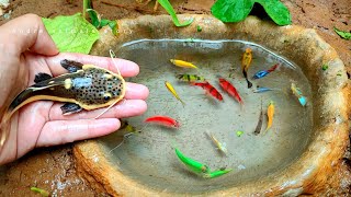 Menangkap Ikan Glofish Ikan Mas Koki Ikan Molly Ikan Memphis Ikan Lemon Ikan lele Udang Hias [upl. by Odlabso]