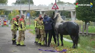 Paard te water Wollefoppenweg Rotterdam [upl. by Tuck60]