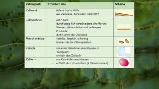 Struktur der Zellorganellen [upl. by Aicileb]