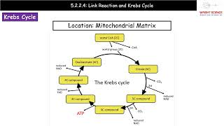 A Level Biology  5224  Link Reaction and Krebs Cycle [upl. by Selena]