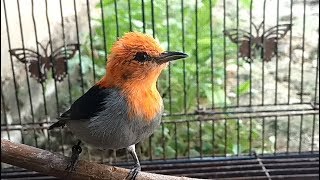 Suara Burung Kemade Jantan Ngriwik Nembak Untuk Pancing Birahi Cabai Jawa Supaya Cepat GACOR TARUNG [upl. by Maxa]