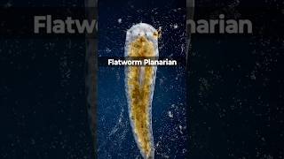 MindBlowing Fact Flatworms Regain Memories After Being Cut flatworms facts [upl. by Anitsyrc]