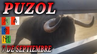 PUZOL 💥7 DE SEPTIEMBRE💥 Cebada Gago✅ Arauz de Robles✅ El Torero✅ Guadajira✅ torosbravos bulls [upl. by Modnarb334]