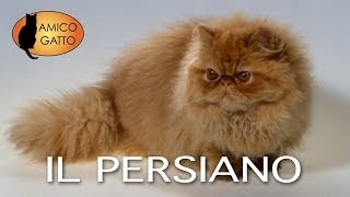 PERSIANO e LEXOTIC SHORTHAIR trailer documentario [upl. by Aihseken252]