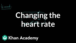 Changing the heart rate  chronotropic effect  NCLEXRN  Khan Academy [upl. by Akehsat]