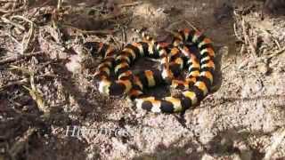 Spotted harlequin snake Homoroselaps lacteus [upl. by Ferdinana222]