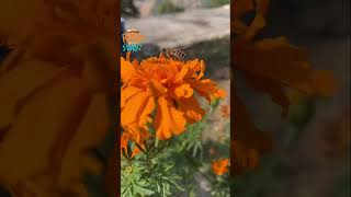 Beautiful bees youtubeshorts [upl. by Akired276]