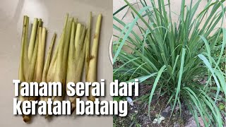 Cara tanam serai dari keratan batang serai beli di kedai [upl. by Fabrice]