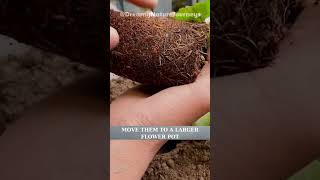 Grow Strawberries Fast on Your Balcony with These Simple Tips shorts garden strawberry seedling [upl. by Euqnimod]