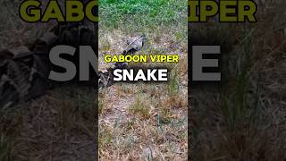 gaboon viper snake shorts [upl. by Ahsaercal]