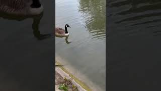 Le bois de Vincennes est un grand parc boisé situé à lest de Paris qui abrite des jardins [upl. by Eirased]