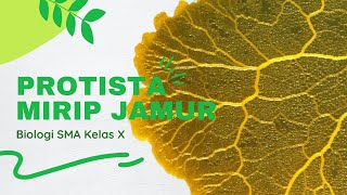 Protista Mirip Jamur Whiteboard Animation [upl. by Gardner624]