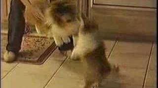 Sheltie Puppy Versus Stuffed Sheltie [upl. by Letnwahs]