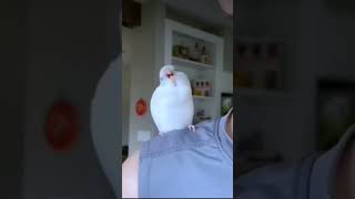 Cute birdies 😍😍😍 funny art comedy birds [upl. by Beller]