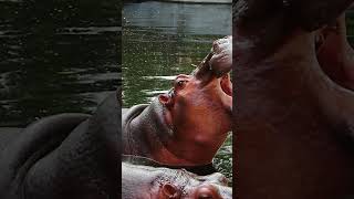 The Surprising Truth About Hippos More Than Meets the Eye [upl. by Coussoule169]