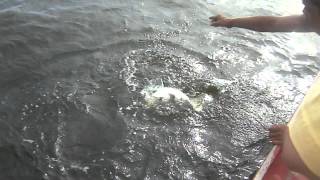 threadfin salmon caught at manila bay 111112 [upl. by Jacinta310]