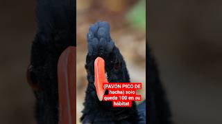 😱🚨PAVÓN PICO DE hacha especie en peligro shorts [upl. by Yrallam]