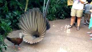 Great Argus Pheasant Mating Dance argusianus argus [upl. by Plotkin]