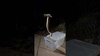 Rattlesnake removal from my front yard Rattlesnake Snake reptile [upl. by Bello148]