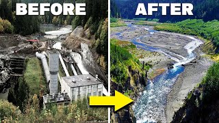 How The Largest Dam Removal Of All Time Brought An Entire Ecosystem Back From Extinction [upl. by Ihc]