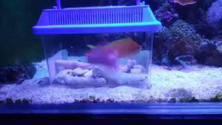 Lyretail Anthias vs Square Back Anthias [upl. by Pillsbury]