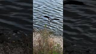 Lapwing Lands On Gravel  Pugneys Country Park birds avian nature [upl. by Ramsey]