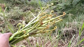 SAMAMBAIA  Colhendo broto da samambaia para comer Minha mãe vai fazer no fogão a lenha quotAguardemquot [upl. by Suruat]