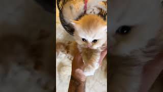 kitten foryou fyp viral cat [upl. by Dowell]