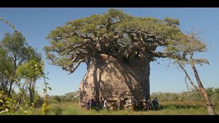 Le baobab de Madagascar larbre le plus gros du monde En voie dextinction [upl. by Juline]