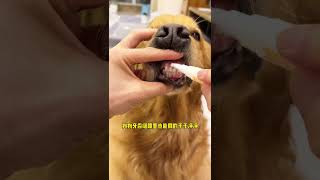 This toothbrush pen for cats and dogs is really convenient for brushing dogs teeth Cute pet go [upl. by Lennie]