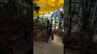 Inside the beautiful Greenhouse  Army MuseumAnnadale lShimla🌿PART1🌿flute plants horticulture [upl. by Einned118]