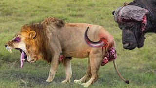 Shocking Moments When Painful Lions Are Attacked And Tortured By Africas Deadliest Preys [upl. by Toogood452]