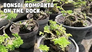 Bonsai Jeruk Kingkit Kompakta Disini Seperti Surga Bagi Pemula  Part 2 [upl. by Hgeilyak]