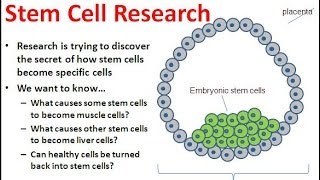 The Future of Stem Cell Research [upl. by Eirek]