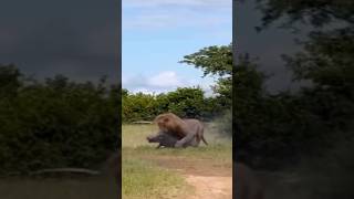 WARTHOG EATERN ALIVE tourism wildlife africansafari africantourism africanfolktale animals [upl. by Morocco]