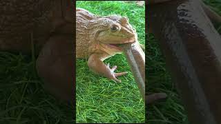 African bullfrog swallowed snake [upl. by Yorgen]