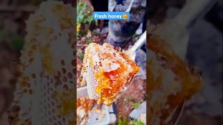 Extreme Honeycomb harvesting 🍯Harvesting honey from beehive 🐝 EP182 trending shorts satisfying [upl. by Eloci949]