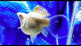 Best Top 10 Lyre Tail Balloon Molly Fish  Beautiful Lyretail Balloon Molly Fish [upl. by Namlas287]