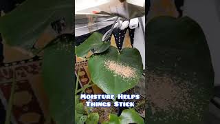 Thrips On Your Houseplants Ditch The Pesticides Use Good Bugs Instead [upl. by Melc]