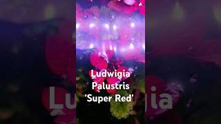 Ludwigia Palustris Super Red aquarium aquascaping aquascape aquascapers plantedtank red [upl. by Htrahddis]