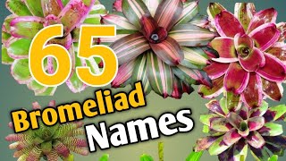 65 BROMELIAD NAMES  NEOREGELIA VARIETIES [upl. by Anahpets524]