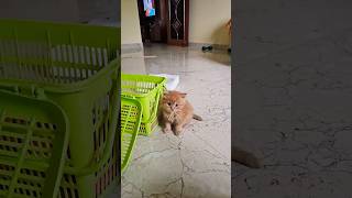 Cuppy cake 🥰🥰😘😘😘🤩trending cat shortvideo cute kitty funny [upl. by Natassia974]