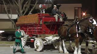 Budweiser Clydesdales Getting Ready For The Show [upl. by Carita]