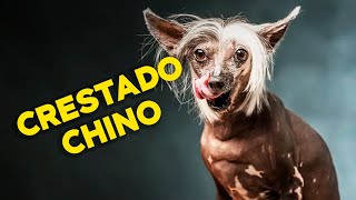 El CRESTADO CHINO es un PERRO FEO como el DIABLO [upl. by Yenatirb]