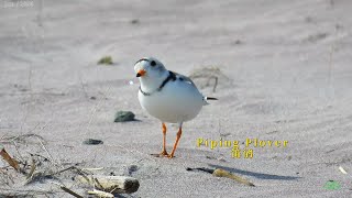 Piping Plover [upl. by Ecart]