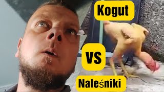 Piecony Kogut vs 3 Naleśniki [upl. by Oek429]